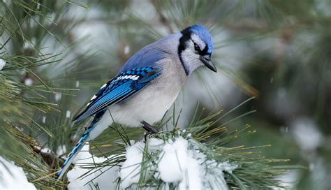 Nos Meilleures Astuces Pour Attirer Les Oiseaux En Hiver