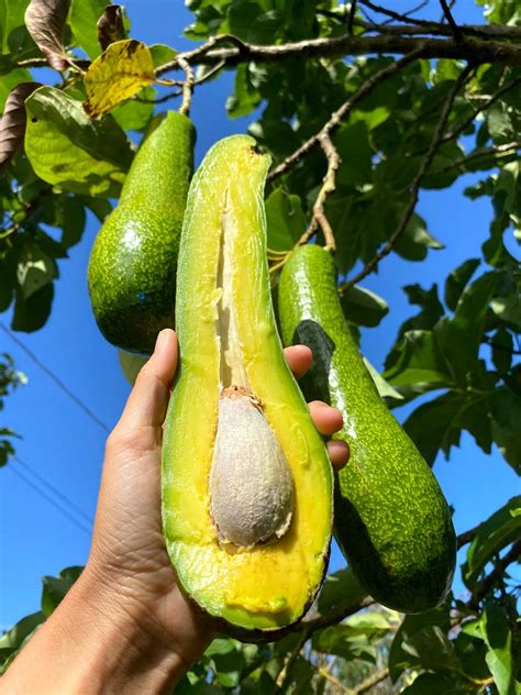 Long Neck Avocados Are Back Miami Fruit