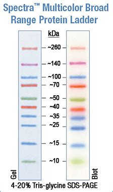 Spectra Multicolor Broad Range Protein Ladder Abo