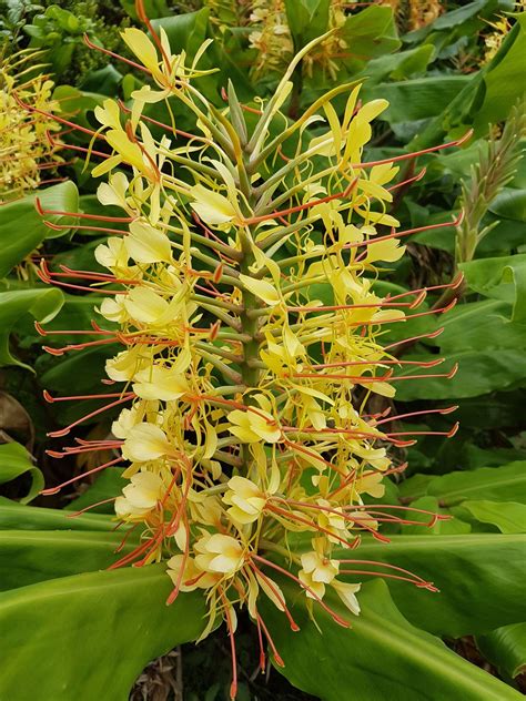 Kahili Yellow Ginger Hedychium Gardnerianum Hawaiian Starter Plant 2