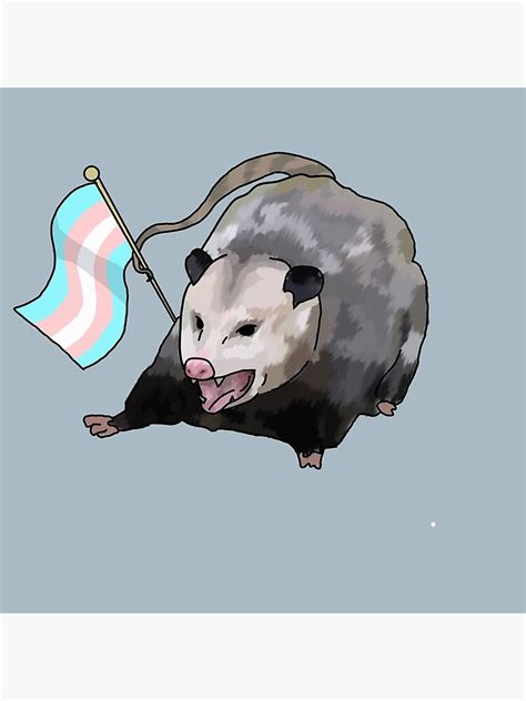 Trans Flag Possum Poster By Honeycrisp402 Redbubble