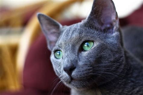 Gato Azul Ruso Características Comportamiento Tipos Origen Mascota