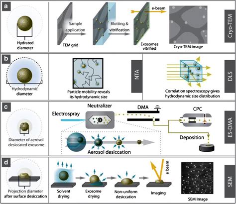 Size And Shape Characterization Of Hydrated And Desiccated Exosomes