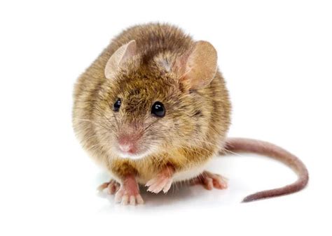 House Mouse Standing Mus Musculus Stock Photo By ©icefront 24438211