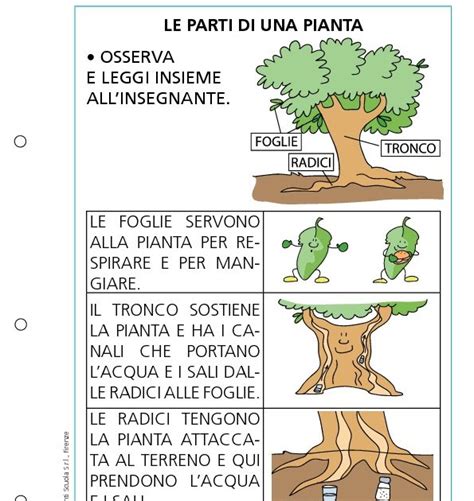 Le Parti Di Una Pianta Giunti Scuola