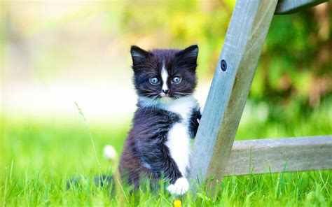 Cute Black And White Kittens Wallpaper