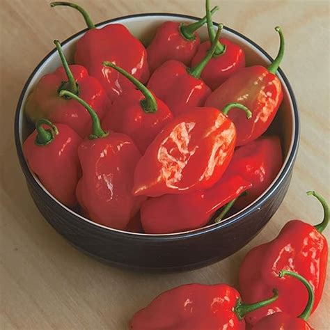 Amazon Burpee Habanero Red Organic Hot Pepper Seeds 75 Seeds Everything Else