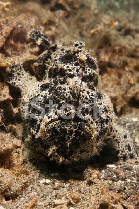 Painted Frogfish Stock Photo Royalty Free Freeimages