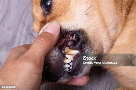 Epulis On The Gums Of A Dog Stock Photo Download Image Now Anatomy