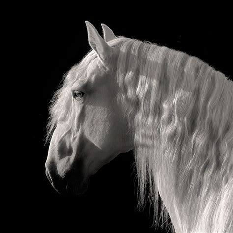 Robert Dawson Contemplation Horse Art Prints Horses Lusitano Horse