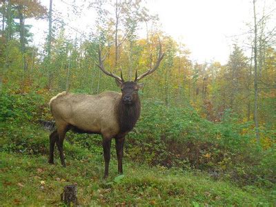 DNR Announces Recipients Of 2024 Elk Hunt News Central Wisconsin