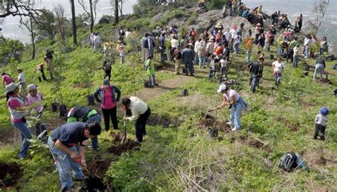 Avanza Campa A De Reforestaci N En Michoac N Regeneraci Nmx