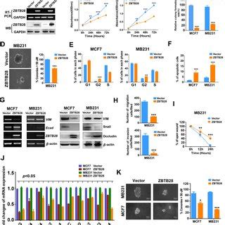 Zbtb Acts As A Tumor Suppressor To Inhibit Tumorigenesis Of Breast