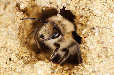 Most Bees Live Underground X Ray Images Reveal How They Build Their