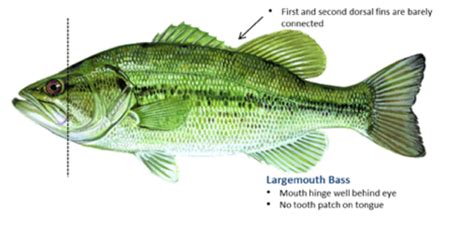 Largemouth Bass Biology Everything Youd Want To Know