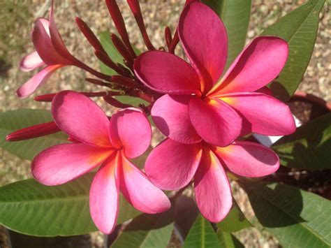 Plumeria 'Darwin's Sunset' - Amazing Flower Photos