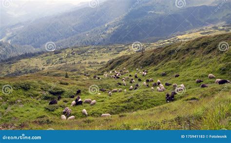 Pastoreio De Ovinos Nas Montanhas Economia Tradicional Imagem De Stock