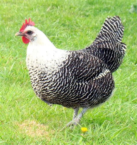 Brakel hen. The Braekel or Brakel is one of the older European chicken ...