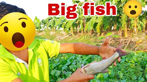 Amazing 100 Professional Fishing In River Catching Big 3kg Rohu