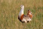 Otis tarda Pictures, Great Bustard Images, Nature Wildlife Photos ...