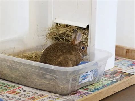 DIY Bunny Litter Box Easy Steps | Here Bunny