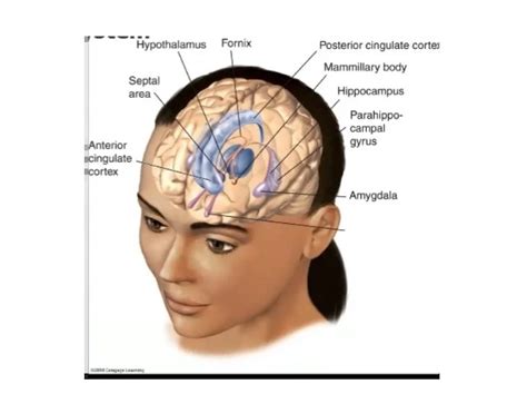 Limbic System Functions — Printable Worksheet