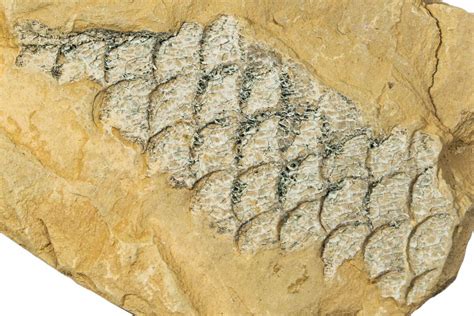 2.2" Carboniferous Scale Tree (Lepidodendron) Fossil - Utah (#256830 ...