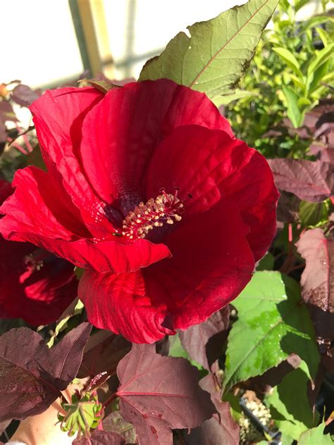 Cold Hardy Hibiscus Dwarf Red Mimi Hibiscus Malvaceae Live Plant Etsy