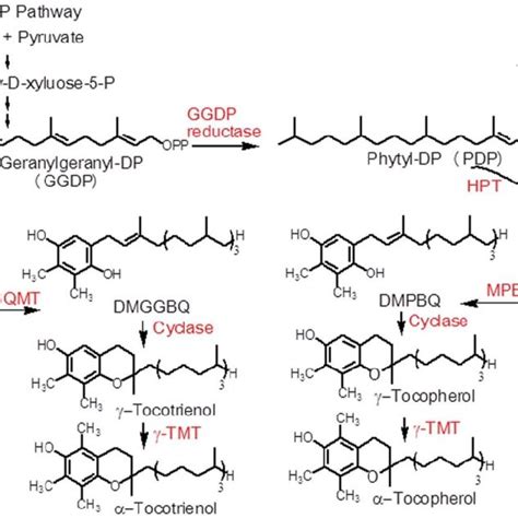 Vitamin E Biosynthesis In Plants Enzymes Are In Red Abbreviation