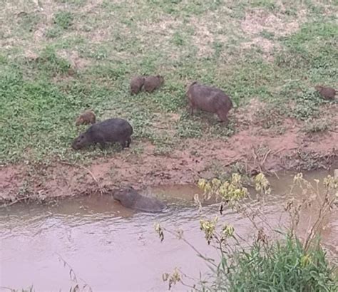 Grupo De Capivaras Visto Na Marginal Do Ch Correio De Itapetininga