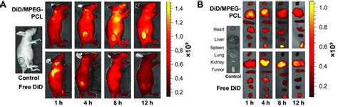 Bioimaging Of Free Drug And Drug Loaded Micelles In Vivo Notes A In