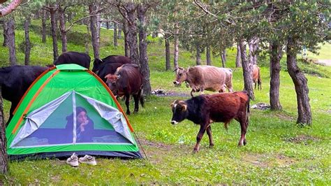 TOPÇAM YAYLASINDA ÇOK LEZZETLİ KAMP VERY DELICIOUS CAMPING IN TOPÇAM