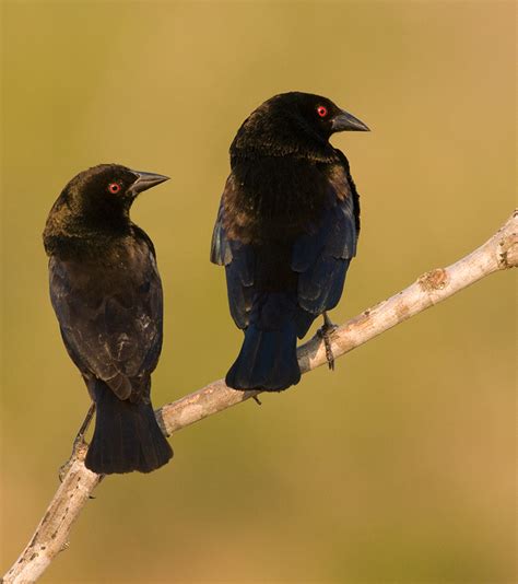 Taxonomy Oropendolas New World Orioles Blackbirds Icteridae