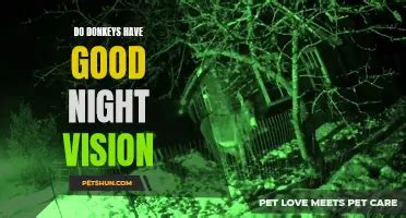 Understanding Donkey Reproduction Do Donkeys Have Sex Petshun