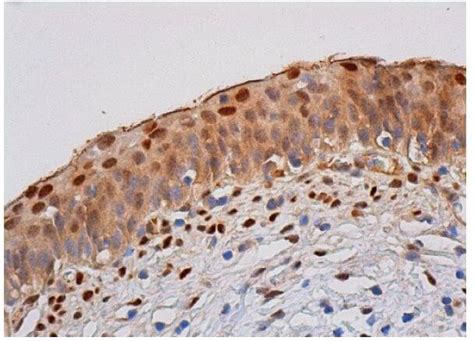 Anti-c-Jun Antibody (G-4) | SCBT - Santa Cruz Biotechnology