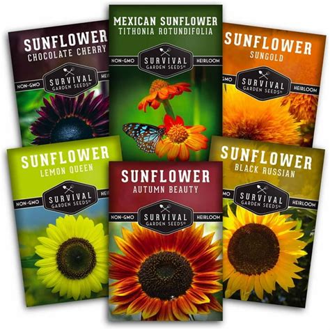 6 Sunflower Collection Autumn Beauty Black Russian Chocolate Cherry