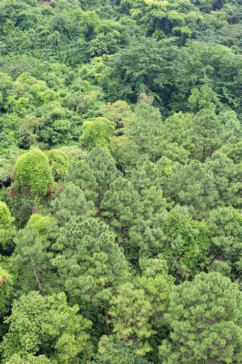 Drone Shot Of Trees · Free Stock Photo