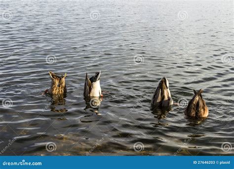 secret meeting stock image image  colleagues meeting