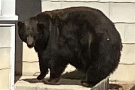 Hank the Tank Bear Known for Breaking into Lake Tahoe Homes Captured