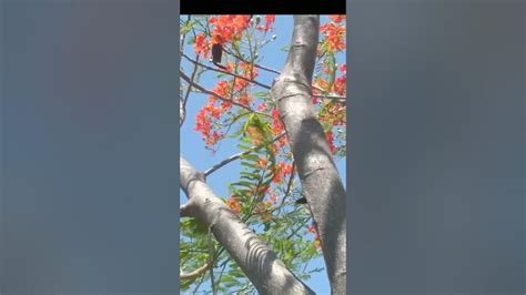 प्राकृतिक सुंदर गुलमोहर झाडnatural Beautiful Gulmohar Tree Youtube