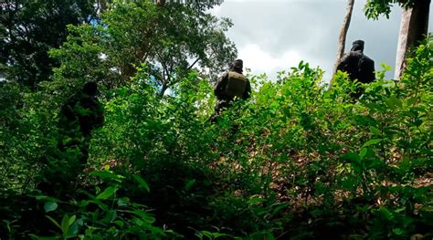 Destruyen M S De Mil Plantas De Coca En Lim N Col N Diario La