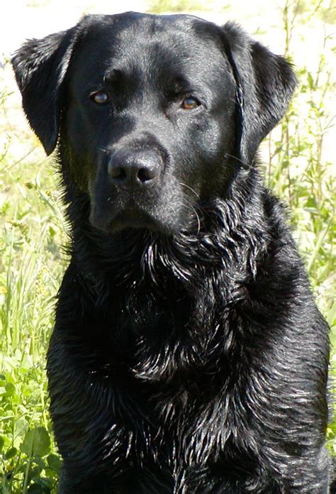 Black Lab Wallpaper - WallpaperSafari