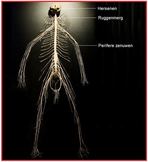 Zenuwstelsel Biologielessennl