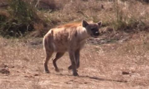 Hyenas With Broken Jaws