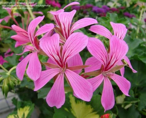 Plantfiles Pictures Ivy Leaved Geranium Lila Compact Cascade