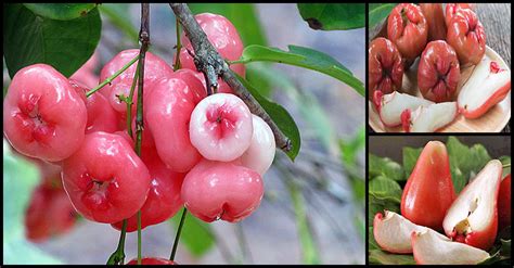 Wonderful Health Benefits Of Rose Apples Tambis Makopa Dr Farrah Md