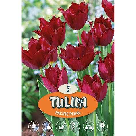 Gefranste Tulpe Pacific Pearl Kaufen Bei OBI