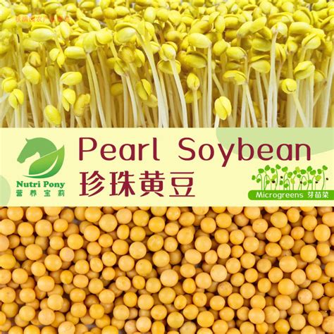 Pearl Soybean Sprouts Microgreens Seeds Biji Benih Kacang Soya Taugeh