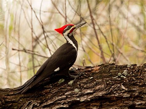 20 Captivating Types Of Woodpeckers