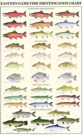 Warmwater Gamefish Fish Poster And Identification Chart Fishermen S